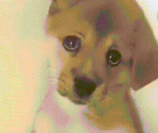 312_263gif 动态图 动图