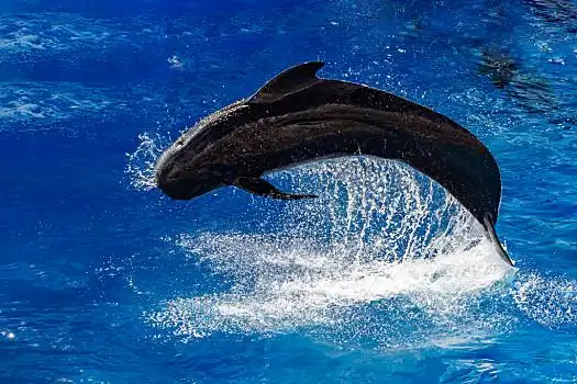 巨头鲸图片_巨头鲸高清图片大全_巨头鲸图片素材