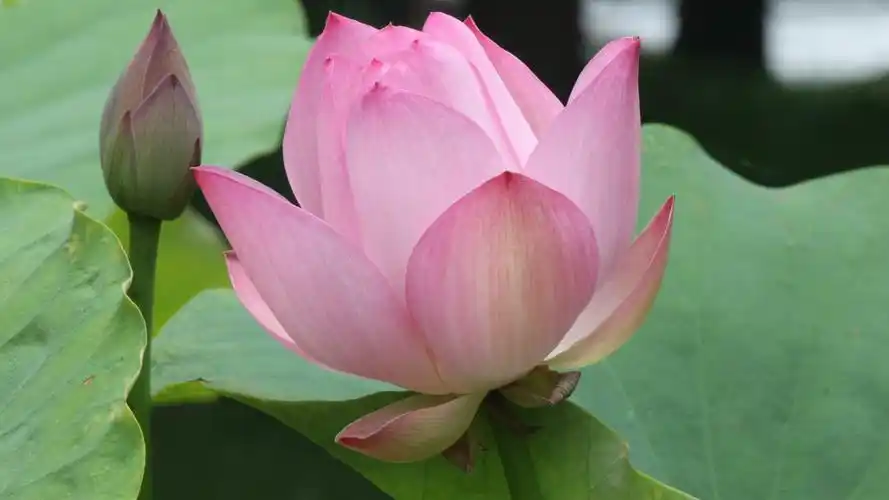 电脑壁纸 风景 曲院风荷的荷花