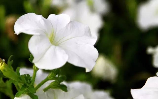 胡小闹分享影视剧里常出现的12种传说里的花揭秘它们的真面目