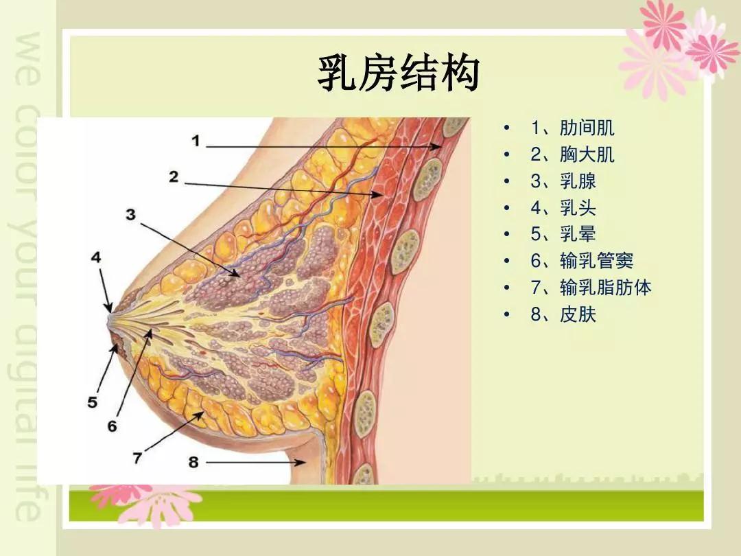 来安县人民医院孕妇课堂-孕妇乳房护理注意事项