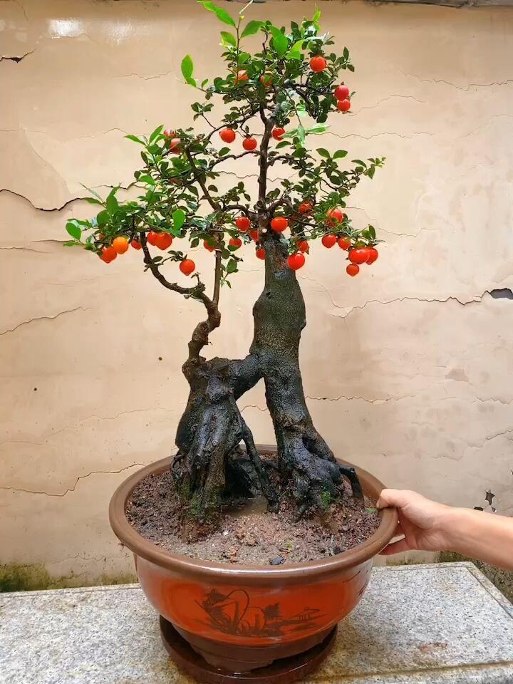 极品金弹子熟桩