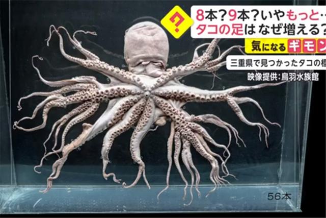 日本沿海出现"变异章鱼"?福岛核辐射威力仍在,会影响我们吗?