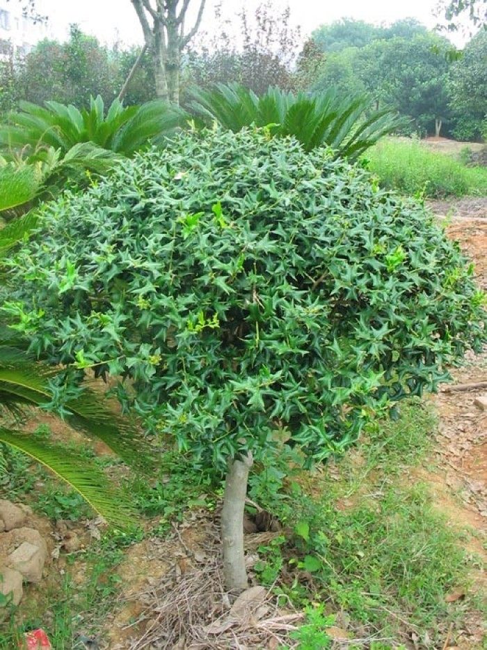 农村这种树连鸟都察觉到危险为何现在农民要大肆砍伐