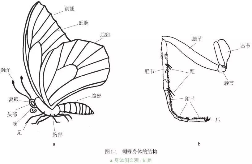 蝶影翻飞 灵自来_蝴蝶