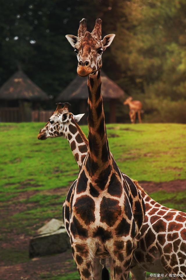 长颈鹿是非洲大陆最高的陆地动物,也是世界上最不寻常的动物之一