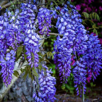 素蜜紫腾花树日本长穗紫藤萝藤蔓树苗盆栽老桩四季开花庭院q 南京藤 3