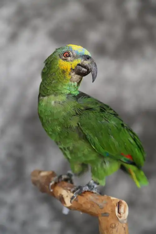 黄冠亚马逊鹦鹉