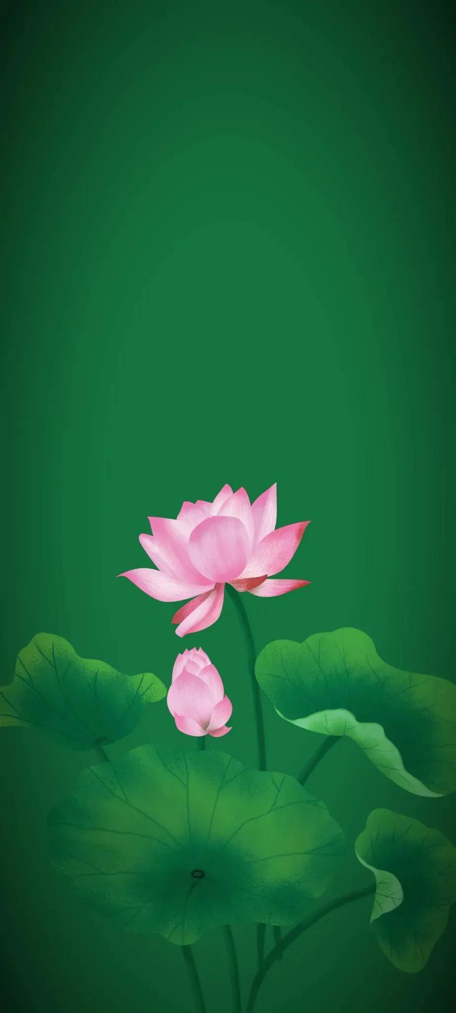 清新绿色护眼荷花壁纸