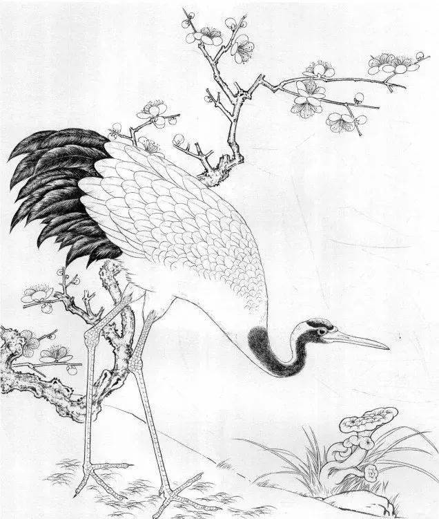分享一组仙鹤线描画稿选页_工笔画