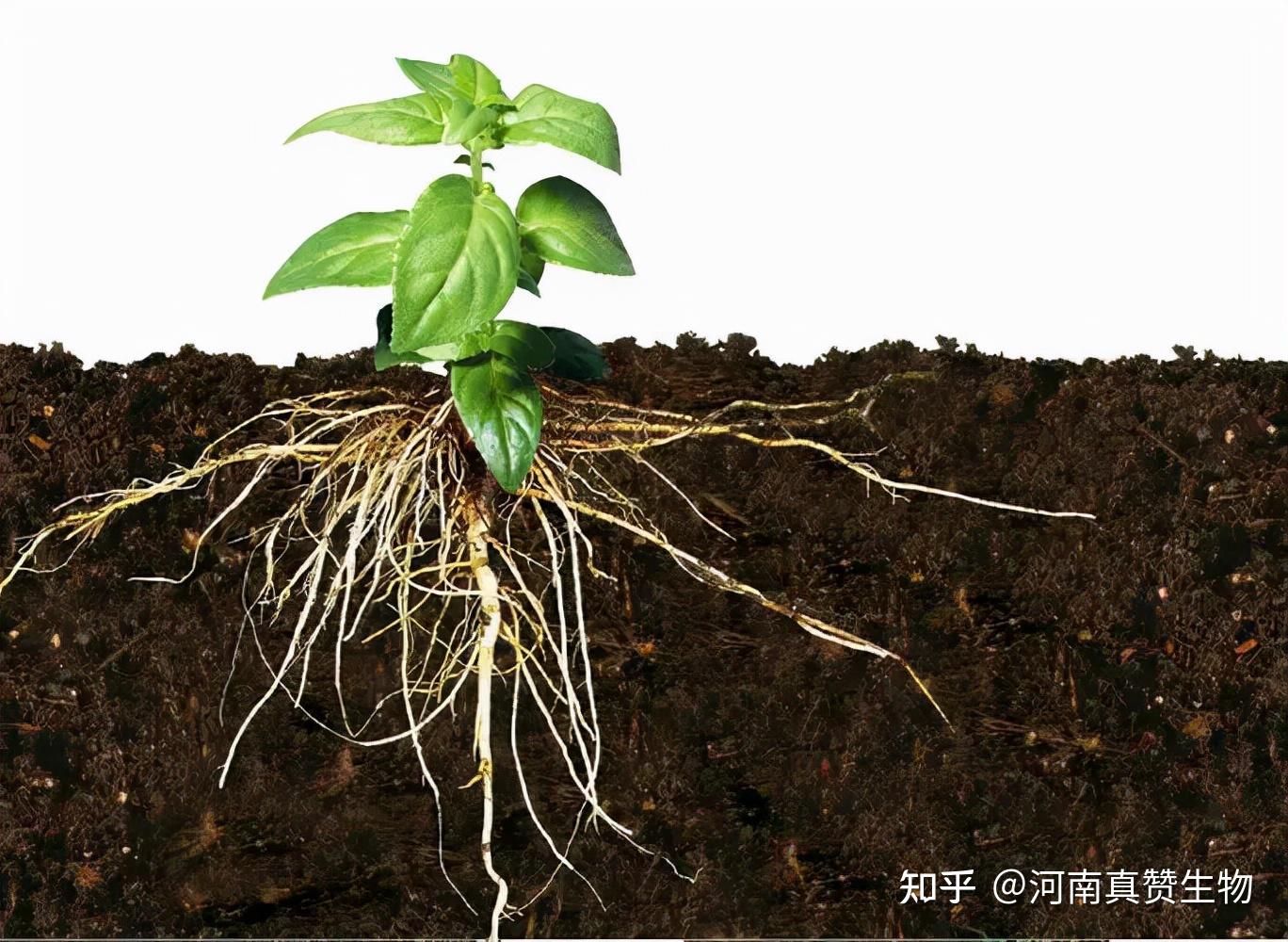 作物如何快速生根用什么产品可以让作物生根壮苗预防早衰