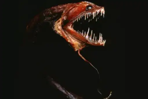 宇宙十大恐怖生物 十大恐怖的生物排名