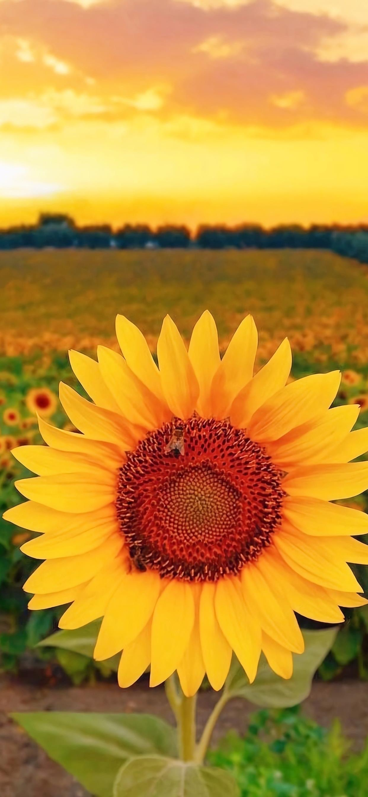 有没有都是向日葵的壁纸呢,让人看了心情超好的?