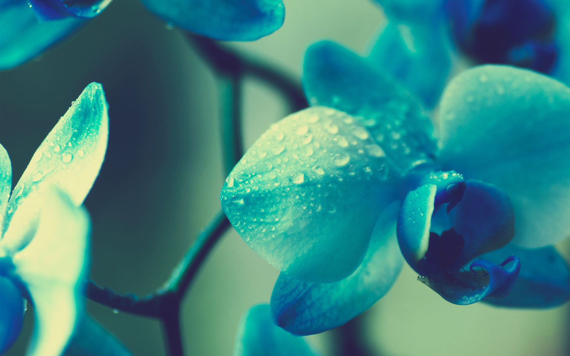 盛开的花朵唯美小清新壁纸高清大图预览1920x1080_植物壁纸下载_美桌