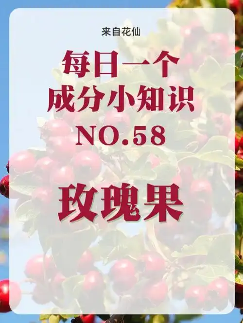 玫瑰果又叫天然刺玫果,是一种野生玫瑰的果实,玫瑰果中含有丰富的天然