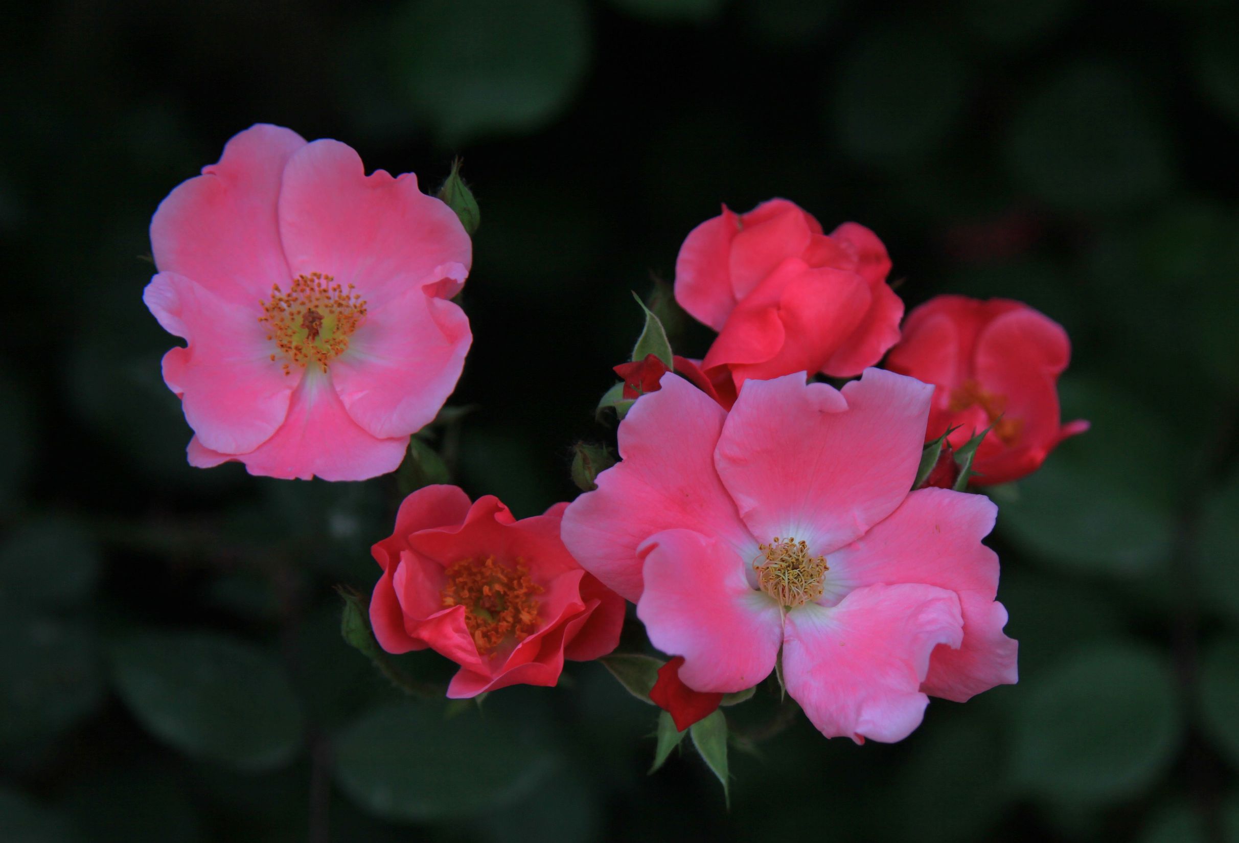 奇花初胎矞矞皇皇醉美的月季花儿最美的中国少年