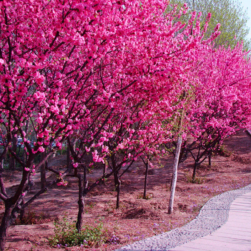 梅花树苗傲雪红梅别墅庭院高杆原生榆叶梅绿化风景树美人朱砂耐寒