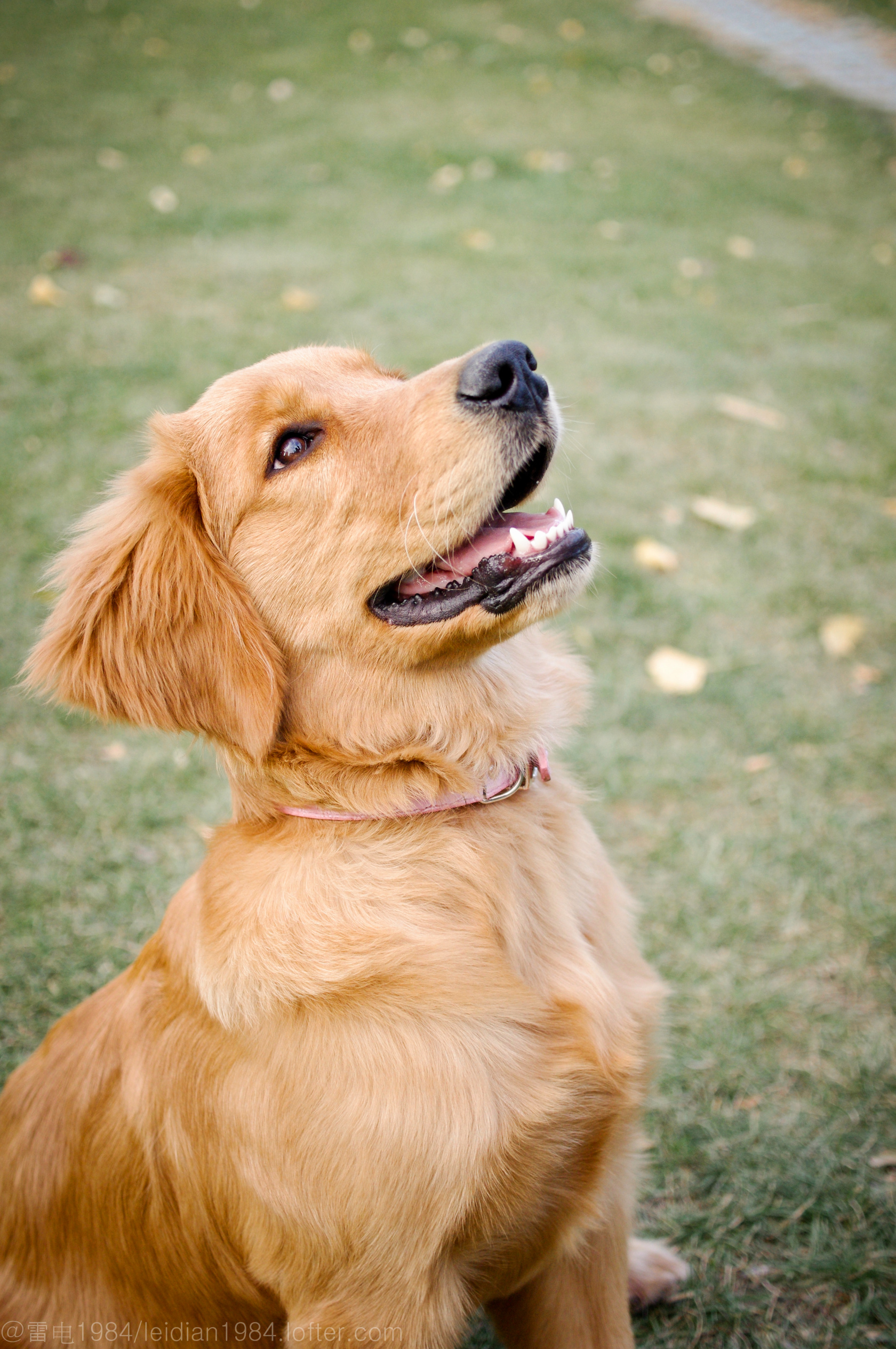 清澈的眼睛 干净的信赖