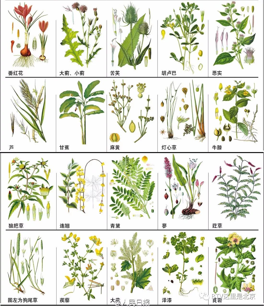 148种常见中草药,您认识几个?