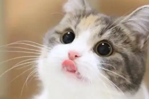 猫一直吐舌头喘气