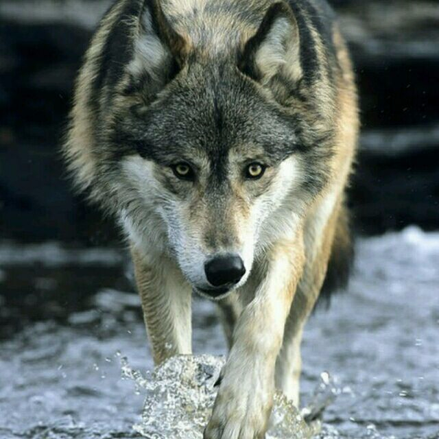 【绝世狼王】(只狼)只狼实况(12)拔出不死斩