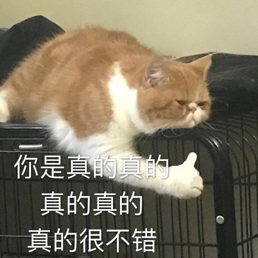 你是真的真的很不错猫咪表情包猫咪真的不错表情