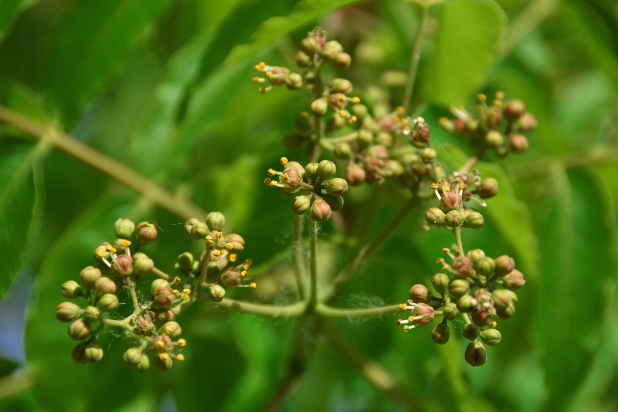 黄檗树小花原创拍摄