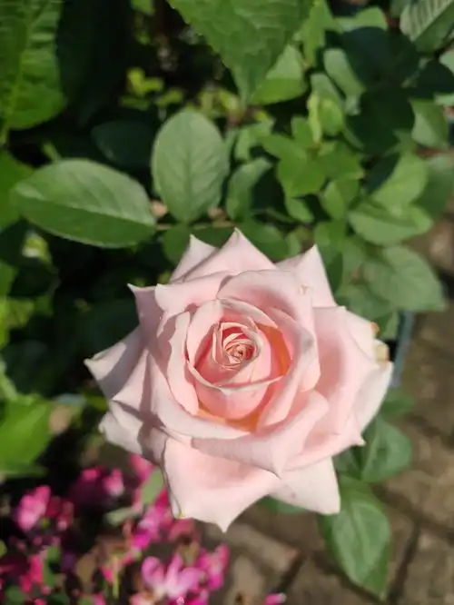 我的月季品种20粉红雪山