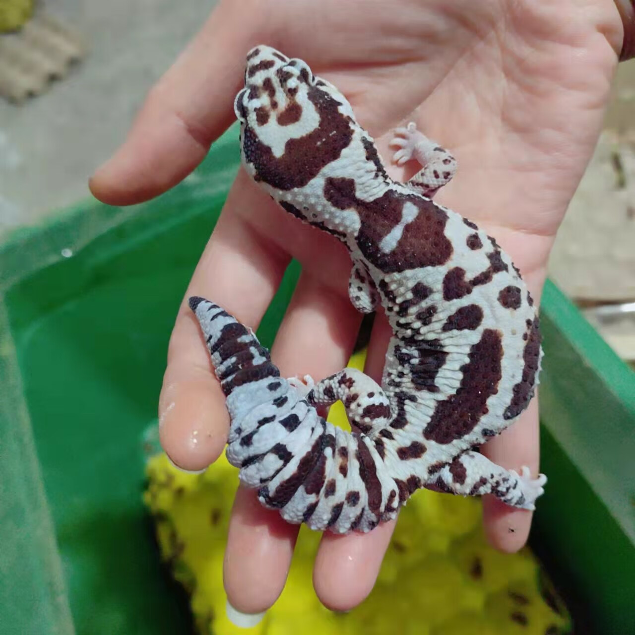 肥尾守宫宠物易养爬宠爬虫成体豹纹守宫可爱成体豹纹守宫活体幼体 无