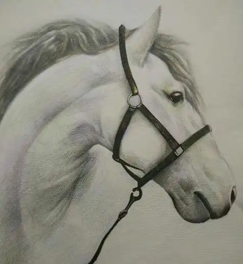 马的素描画法 马的素描画法大全大图简单