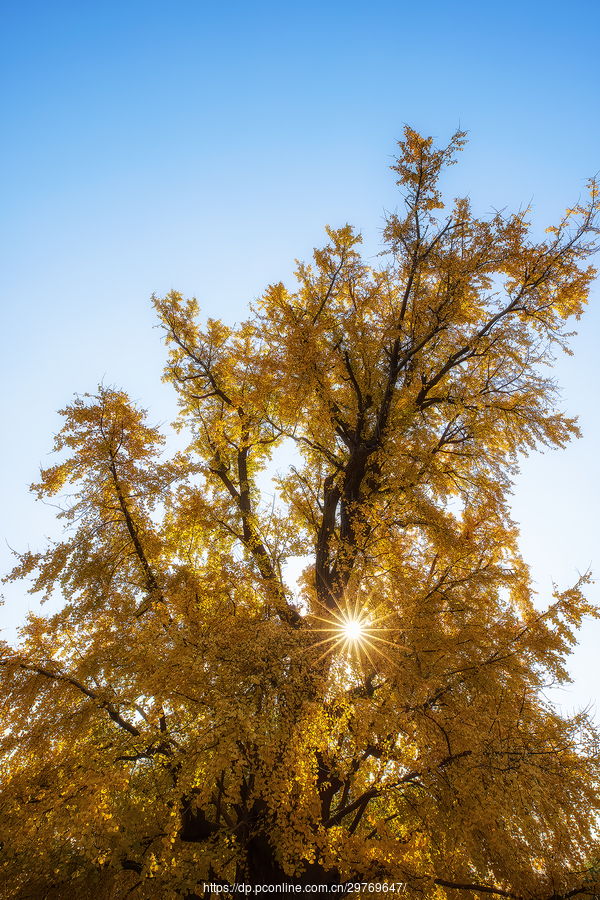 【千年银杏摄影图片】风光摄影_太平洋电脑网摄影部落