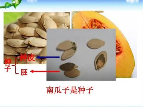 七上2.5常见的植物 种子植物