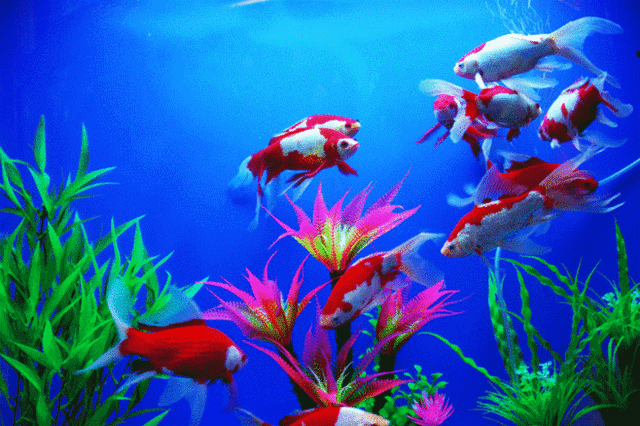 送你最美的鱼,祝你年年有余!