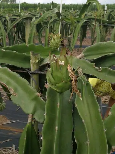 其它 火龙果调查报告 花期过后一个月,结出幼果.