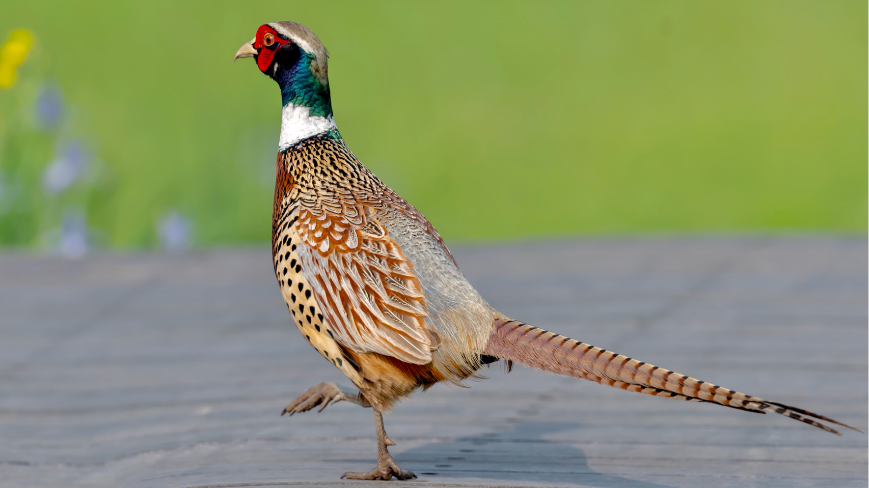 环颈雉 别名野鸡,山鸡 拍摄地点:哈尔滨 图1一图8为雄鸟,图9为雌鸟.