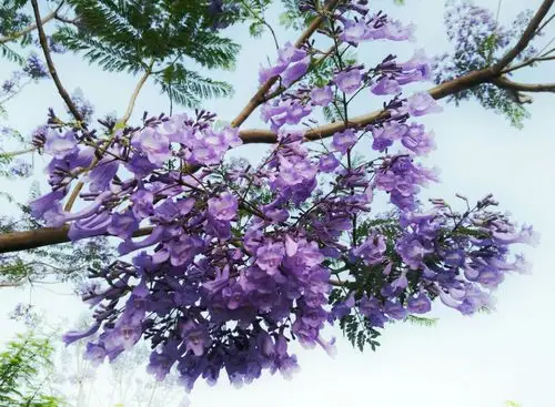 蓝花楹一朵朵,一枝枝,一树树,一片片,惊艳绽放,优雅迷人,蓝紫色的花海