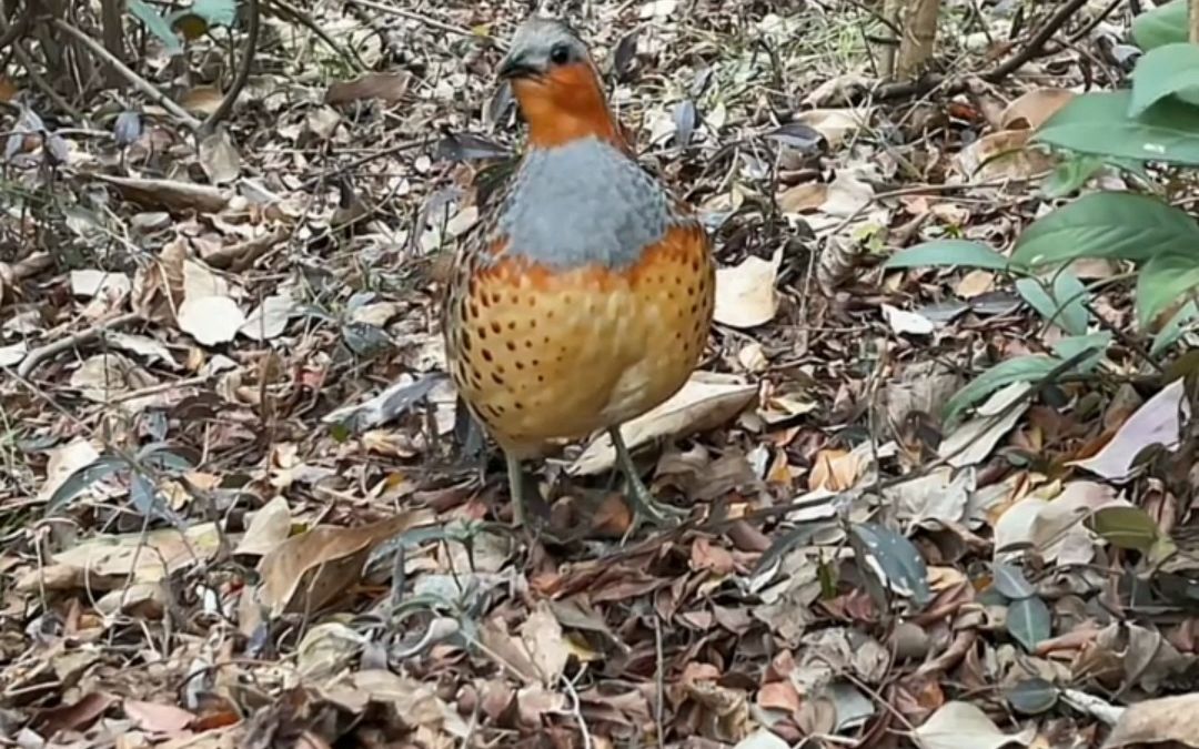 母竹鸡勾引单公