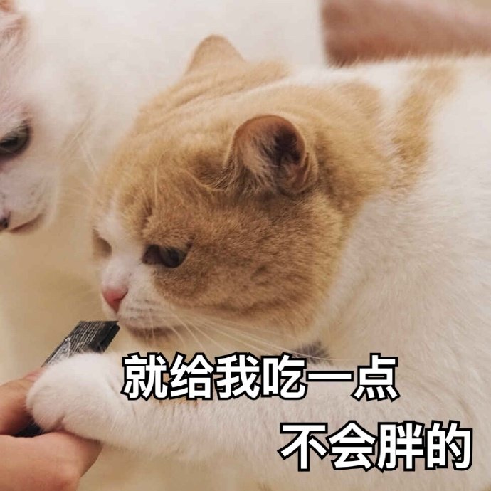 就给我吃一点,不会胖的(喵星人表情包)_喵星人_一点_不会表情