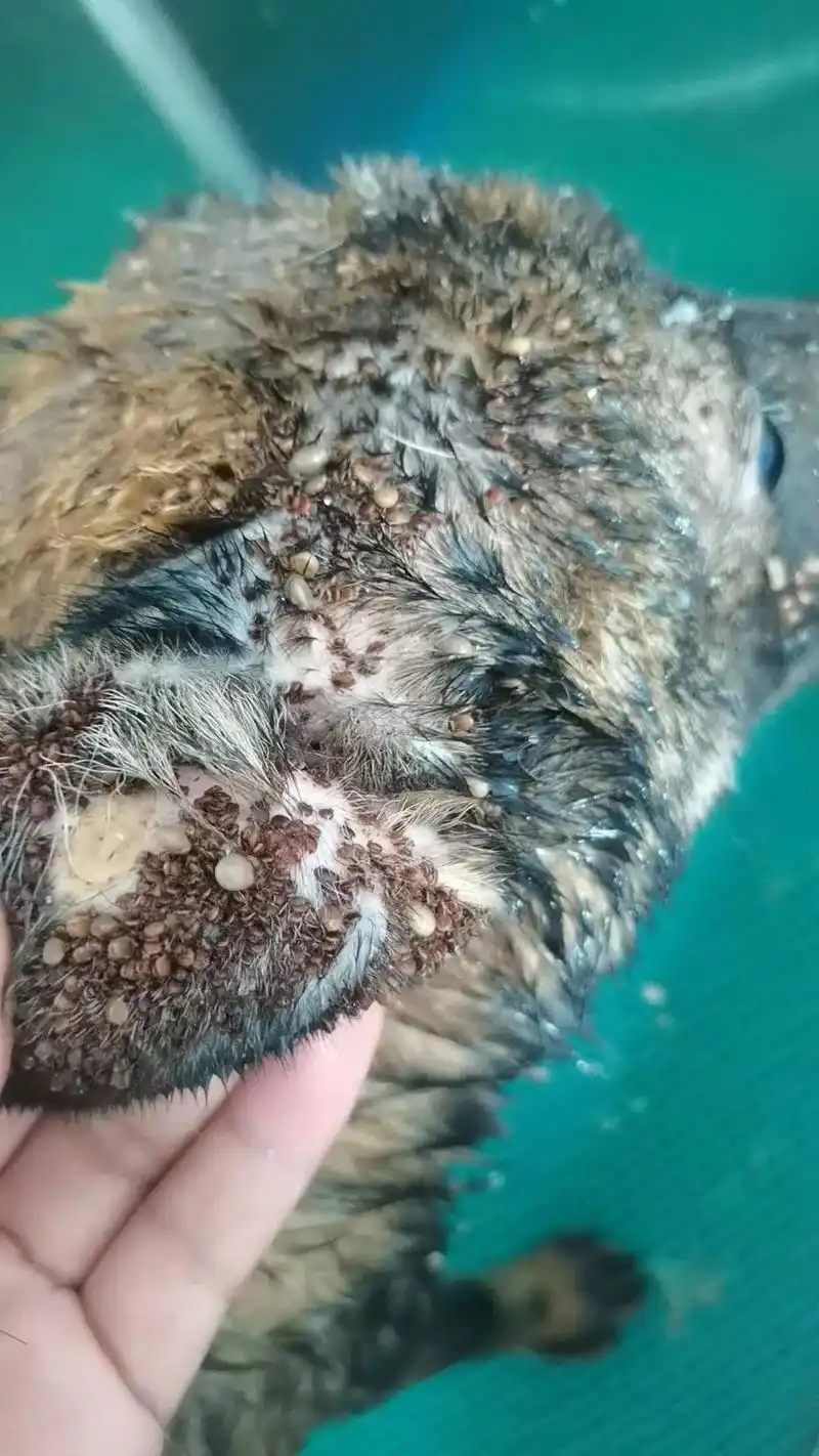 密集恐惧症的不要看,夏季蜱虫高发季.#坚强的小生命密集恐惧症 - 抖音