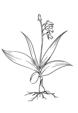 白芨设计图__绘画书法_文化艺术_设计图库_昵图网nipic.com