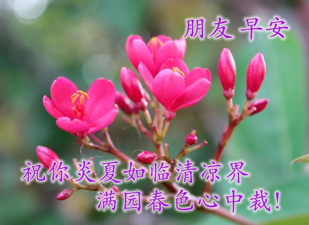 盛夏早安带字温馨图片 最新的早上好祝福语录送给大家
