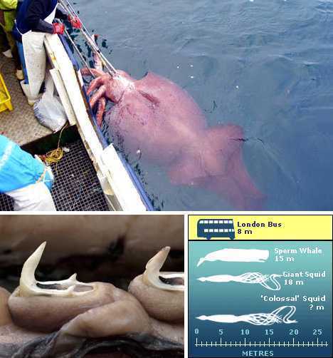 世界上最奇异的八种鱿鱼相貌奇异怪诞