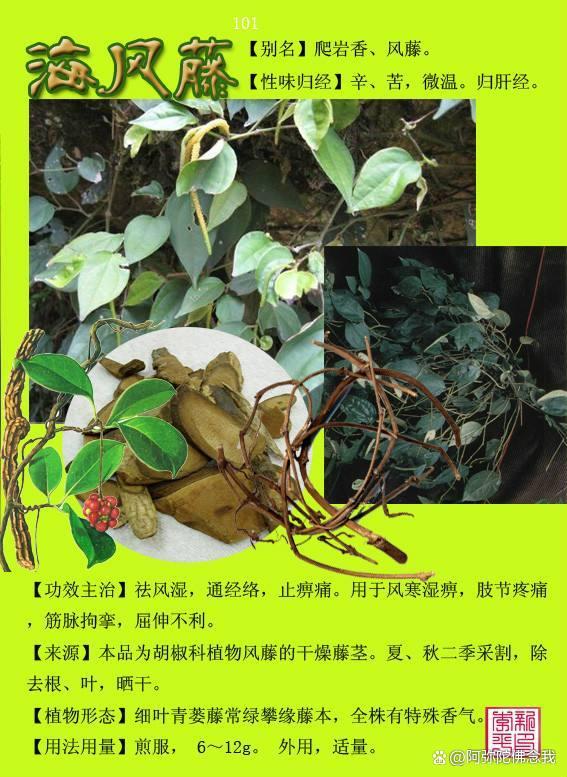 中草药海风藤功效