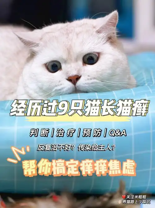 6年经历了9只猫长猫癣分享我的猫癣大作战