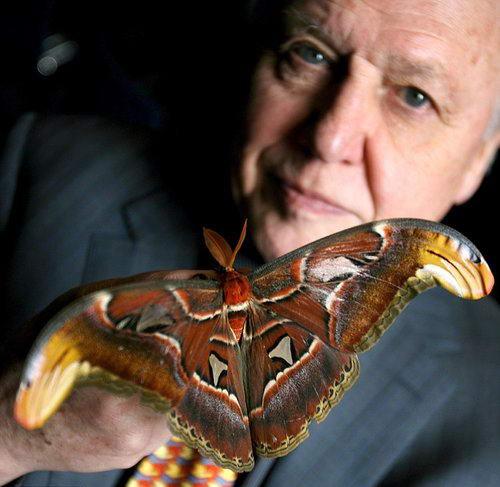 英摄影师在印度拍到巨型飞蛾翼展可达30厘米