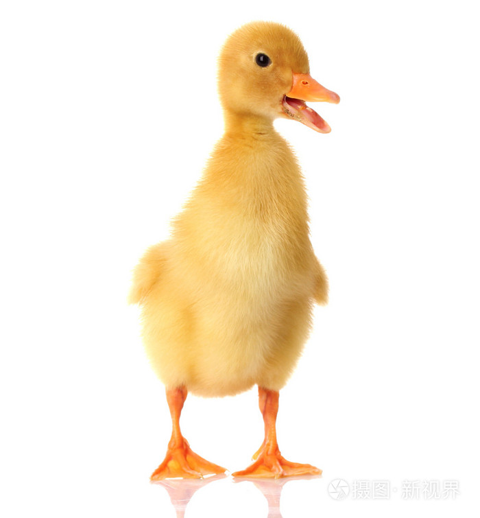 小鸭,幼鸭 丑小鸭(初似平庸后来出众的人或事物)