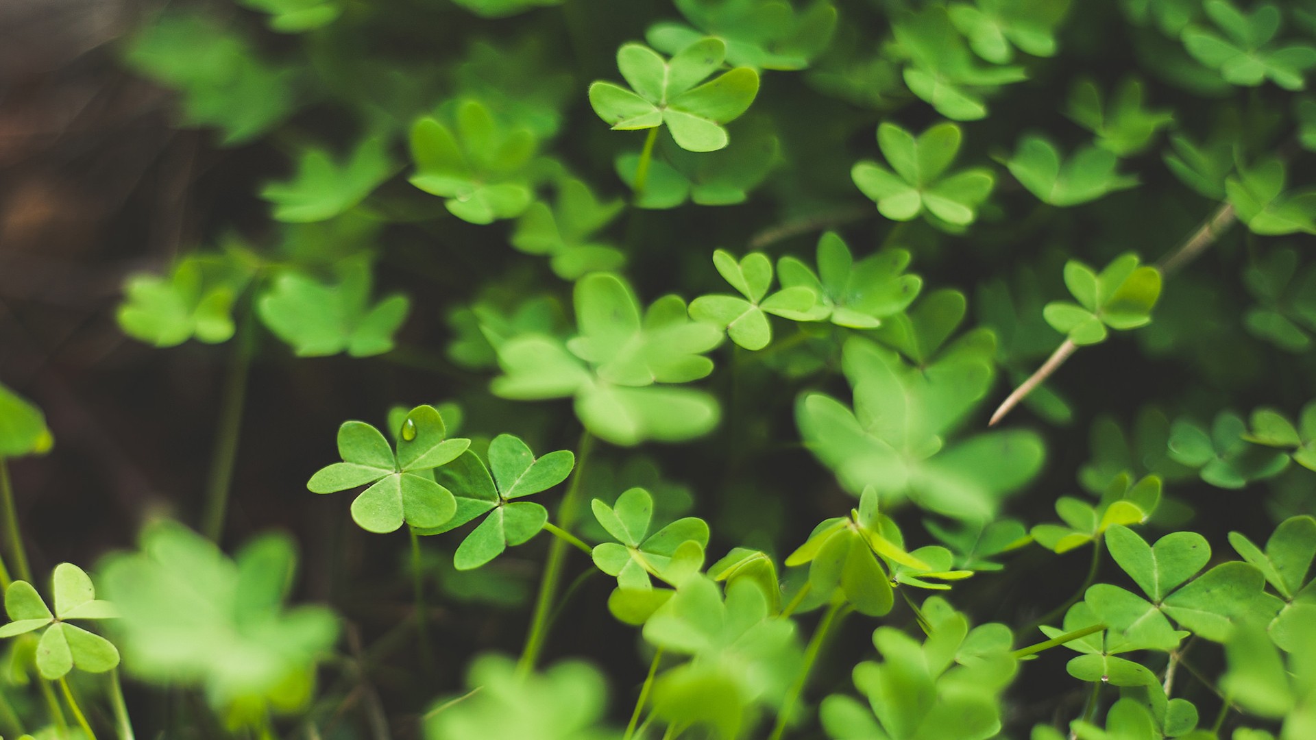 小清新绿色护眼植物高清图片桌面壁纸