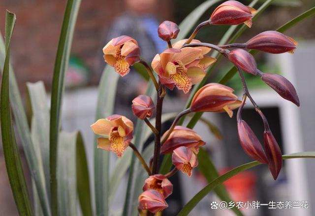 四川兰花品种认识了解(川西兰)