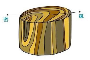 树的年轮较密的地方向着树的年轮较密的地方向着什么方向