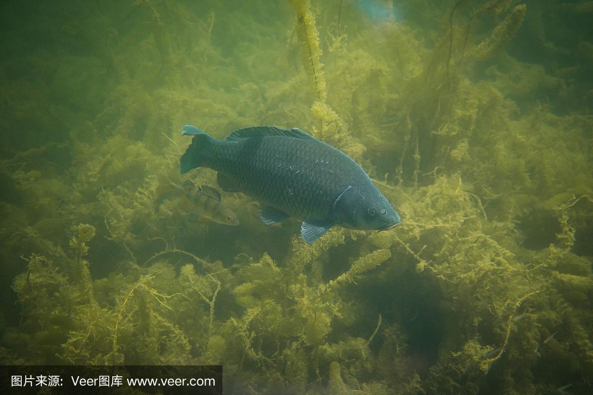 奥地利一个湖里的水下鲤鱼摄影,令人惊叹的水下鱼摄影